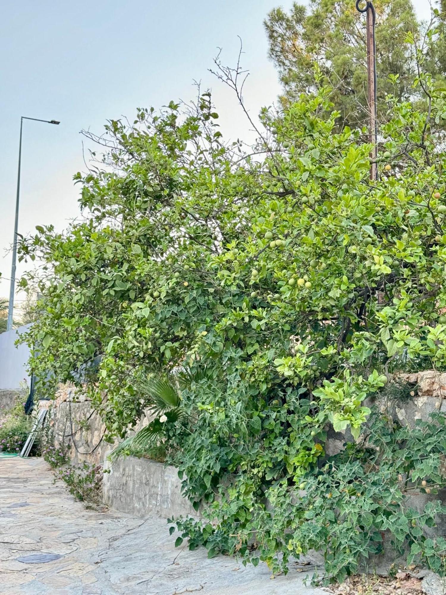 Rose Hotel B&B Πάταρα Εξωτερικό φωτογραφία
